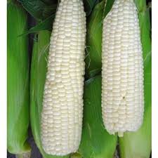 Green maize