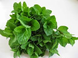 Mint leaves