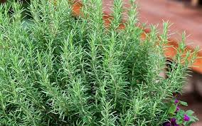 Rosemary