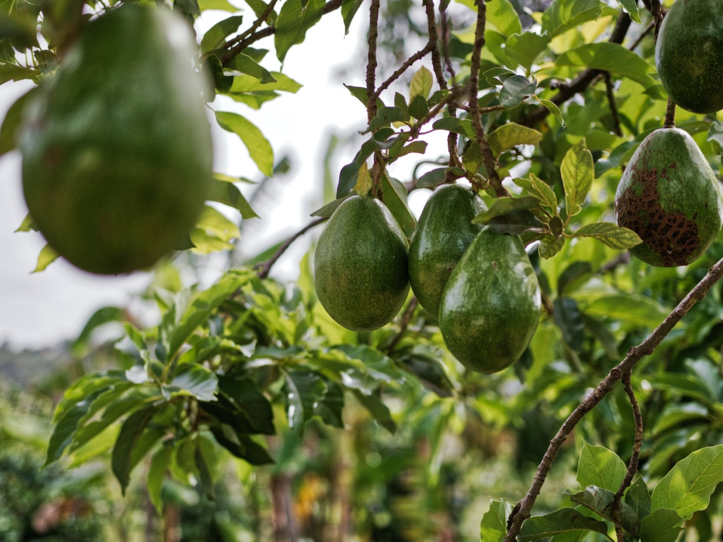 Hass Avocados - Image 3