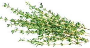 Thyme